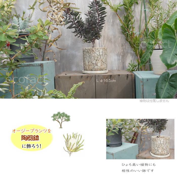 植木鉢 おしゃれ セメント鉢 フラワーポット ミニポット 底穴あり ロッシュL φ16.5cm プランター 園芸鉢 観葉植物 オージープランツ