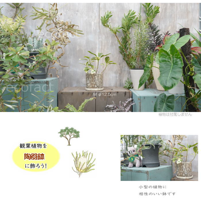 植木鉢 おしゃれ セメント鉢 フラワーポット ミニポット 底穴ありロッシュM φ12.5cm プランター 園芸鉢 観葉植物 オージープランツ