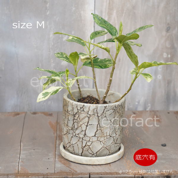 植木鉢 おしゃれ セメント鉢 フラワーポット ミニポット 底穴ありロッシュM φ12.5cm プランター 園芸鉢 観葉植物 オージープランツ
