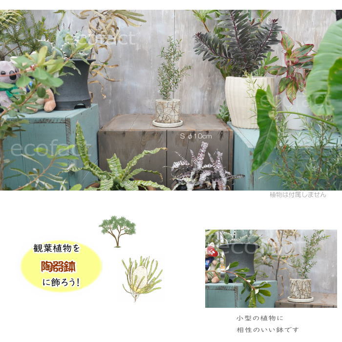 植木鉢 おしゃれ セメント鉢 フラワーポット ミニポット 底穴あり ロッシュS φ10cm プランター 園芸鉢 観葉植物 オージープランツ