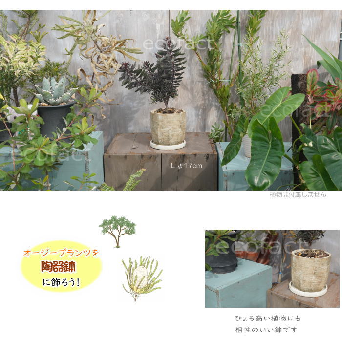 植木鉢 おしゃれ セメント鉢 フラワーポット ミニポット 底穴あり ノナゴンL φ17cm プランター 園芸鉢 観葉植物 オージープランツ
