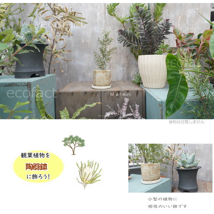 植木鉢 おしゃれ セメント鉢 フラワーポット ミニポット 底穴ありノナゴンM φ11cm プランター 園芸鉢 観葉植物 オージープランツ