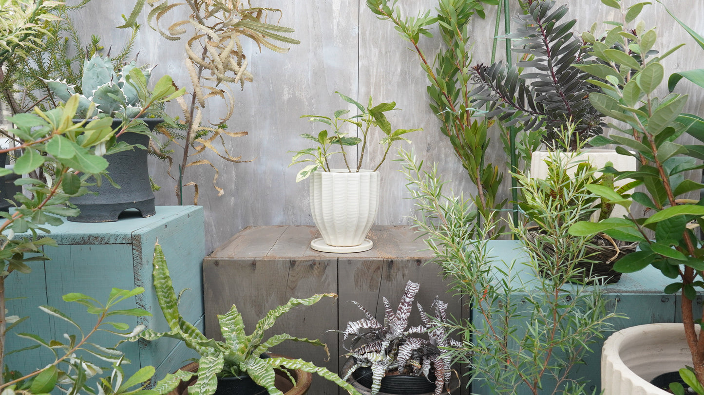 フラワーポット 植木鉢 おしゃれ 陶器鉢 ミニポット 底穴あり ルッカ ホワイト メレンゲ型 φ14cm プランター 園芸鉢 観葉植物 多肉植物 熱帯植物 アグラオネマ カラテア