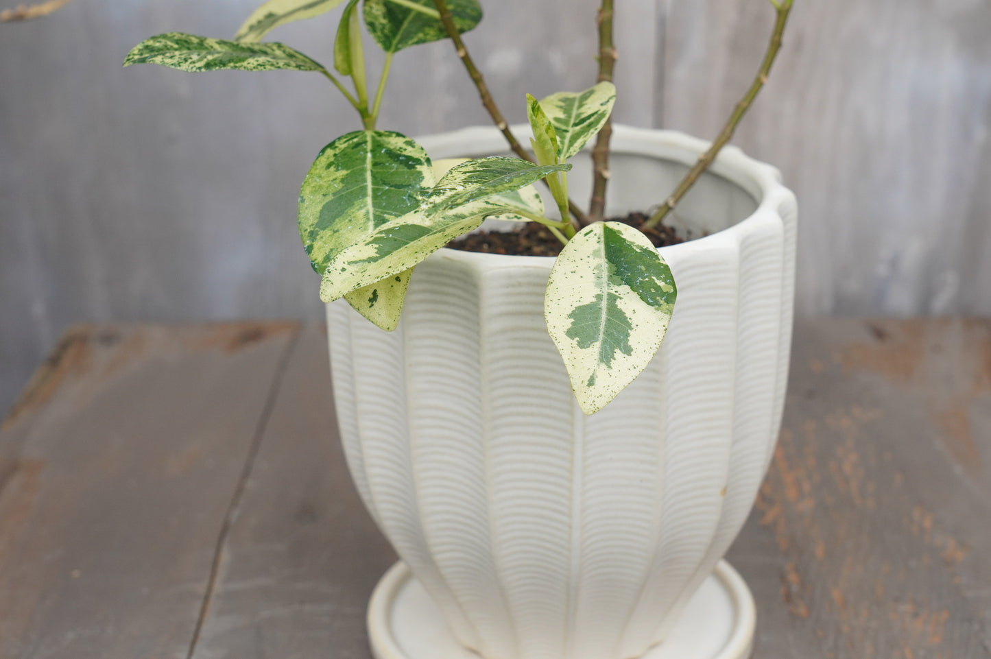 フラワーポット 植木鉢 おしゃれ 陶器鉢 ミニポット 底穴あり ルッカ ホワイト メレンゲ型 φ14cm プランター 園芸鉢 観葉植物 多肉植物 熱帯植物 アグラオネマ カラテア