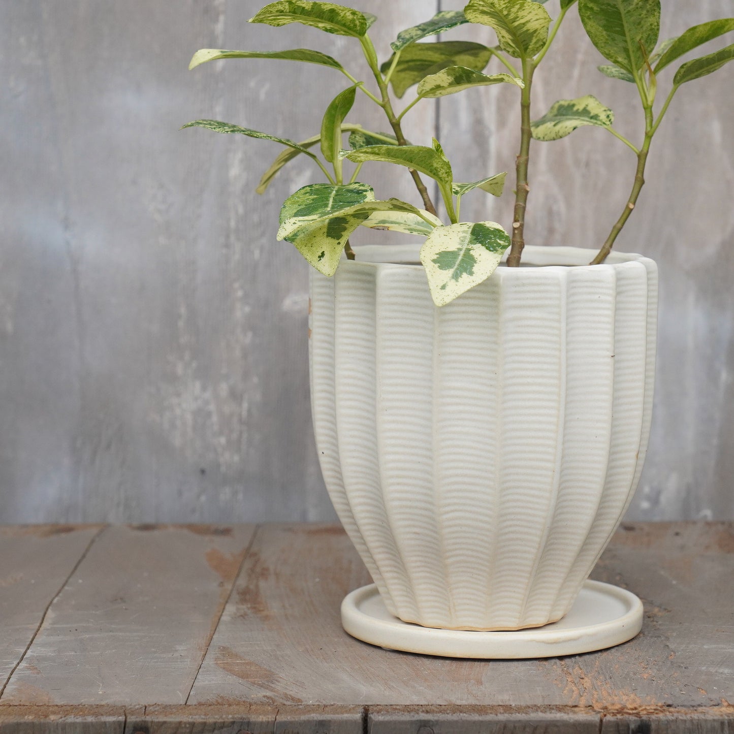 フラワーポット 植木鉢 おしゃれ 陶器鉢 ミニポット 底穴あり ルッカ ホワイト メレンゲ型 φ14cm プランター 園芸鉢 観葉植物 多肉植物 熱帯植物 アグラオネマ カラテア