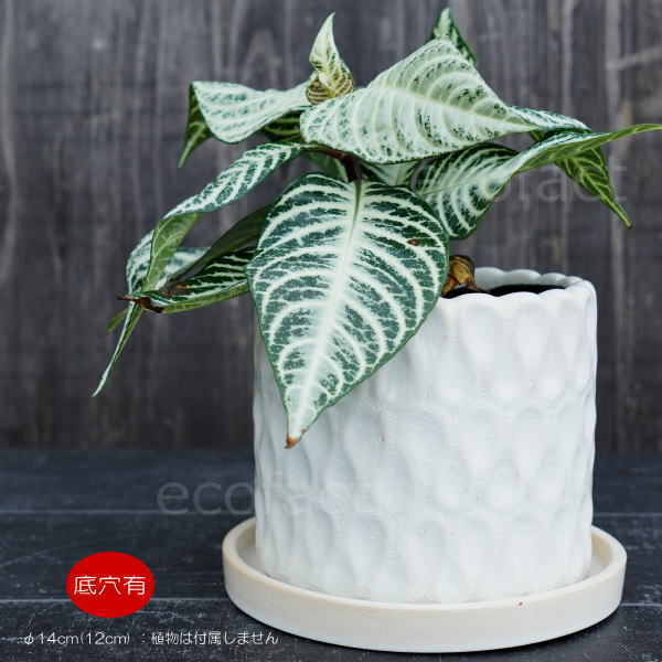 フラワーポット 植木鉢 おしゃれ 陶器鉢 ミニポット 底穴あり ドロップ ホワイト 筒型  φ14cm  プランター 園芸鉢 観葉植物 多肉植物 熱帯植物 アッシュグレイ アグラオネマ  カラテア