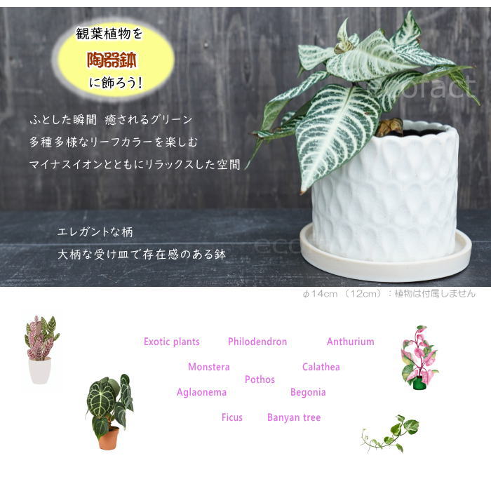 フラワーポット 植木鉢 おしゃれ 陶器鉢 ミニポット 底穴あり ドロップ ホワイト 筒型  φ14cm  プランター 園芸鉢 観葉植物 多肉植物 熱帯植物 アッシュグレイ アグラオネマ  カラテア