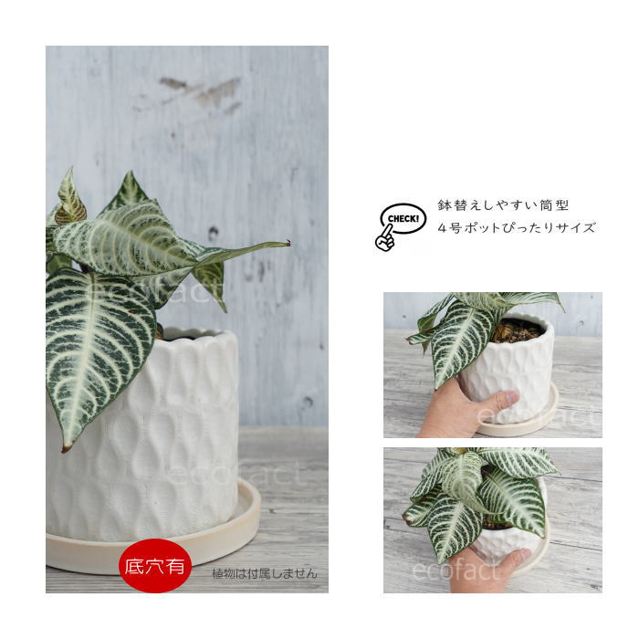 フラワーポット 植木鉢 おしゃれ 陶器鉢 ミニポット 底穴あり ドロップ ホワイト 筒型  φ14cm  プランター 園芸鉢 観葉植物 多肉植物 熱帯植物 アッシュグレイ アグラオネマ  カラテア