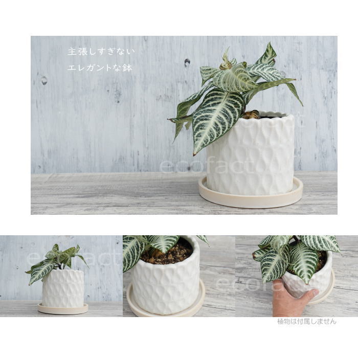 フラワーポット 植木鉢 おしゃれ 陶器鉢 ミニポット 底穴あり ドロップ ホワイト 筒型  φ14cm  プランター 園芸鉢 観葉植物 多肉植物 熱帯植物 アッシュグレイ アグラオネマ  カラテア