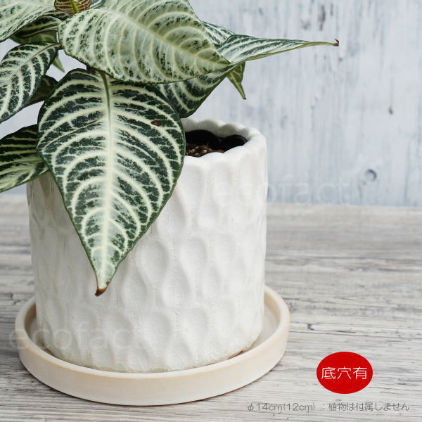 フラワーポット 植木鉢 おしゃれ 陶器鉢 ミニポット 底穴あり ドロップ ホワイト 筒型  φ14cm  プランター 園芸鉢 観葉植物 多肉植物 熱帯植物 アッシュグレイ アグラオネマ  カラテア