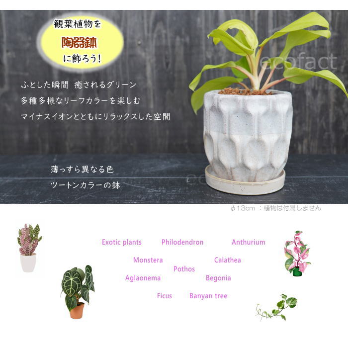 フラワーポット 植木鉢 おしゃれ 陶器鉢 ミニポット 底穴あり デントツートン φ13cm  プランター 園芸鉢 観葉植物 多肉植物 熱帯植物 アッシュグレイ アグラオネマ  カラテア
