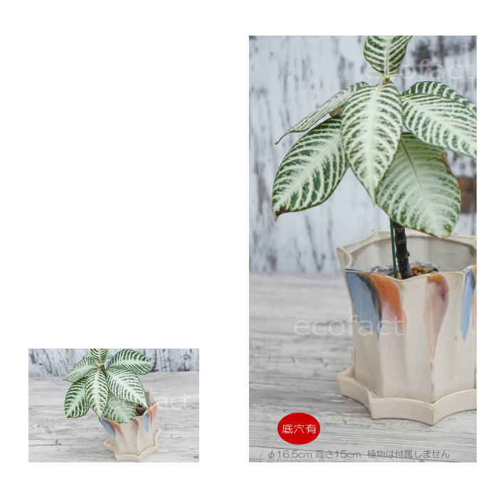 フラワーポット 植木鉢 おしゃれ 陶器鉢 オクタゴンL φ16.5cm  ポット 陶器  穴あり プランター 観葉植物  園芸 ガーデニング アグラオネマ  カラテア