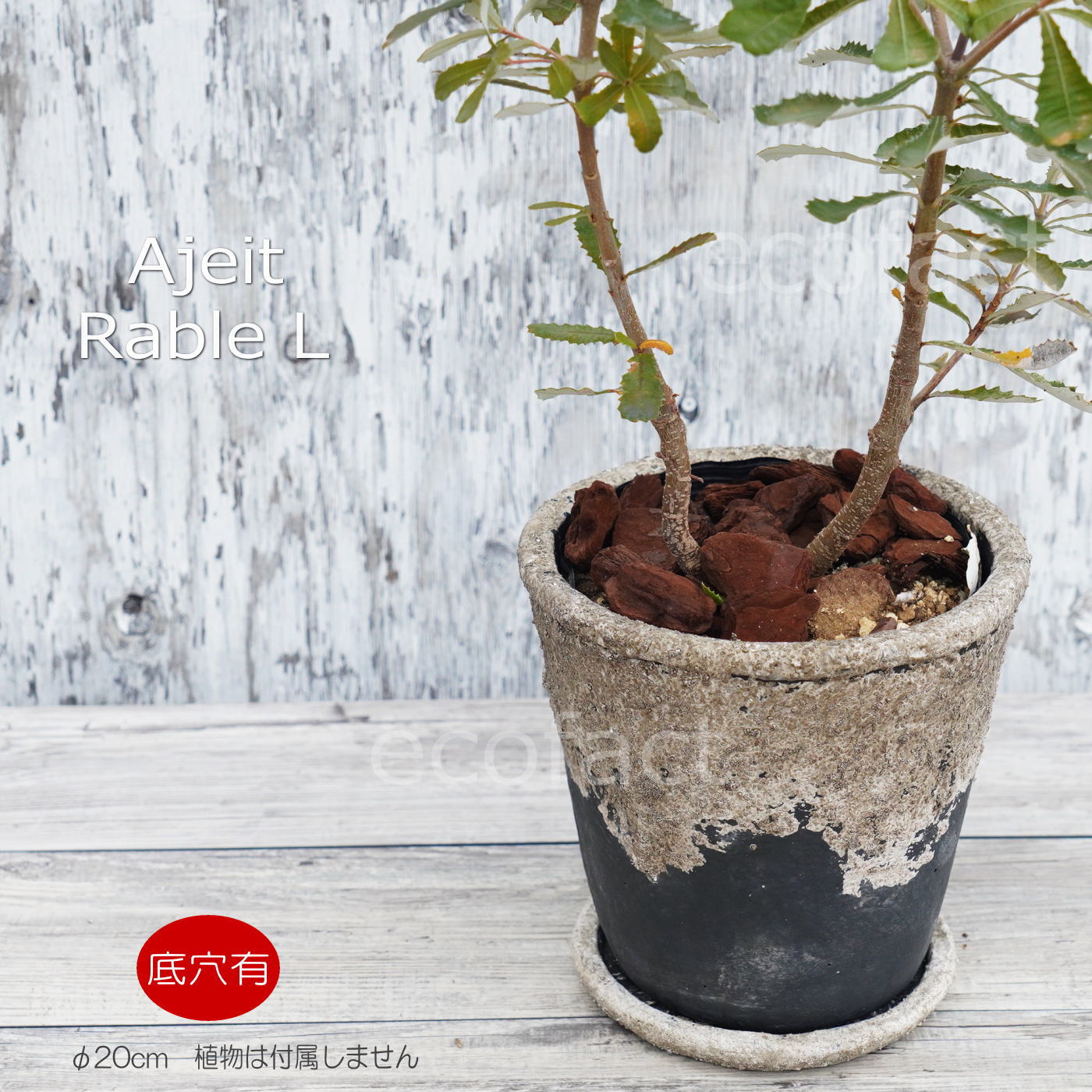 ポット 鉢 植木鉢 プランター おしゃれ セメント鉢 φ20cm  エイジット L ブラック グレイ アッシュグレイ プランター  ガーデニング 園芸