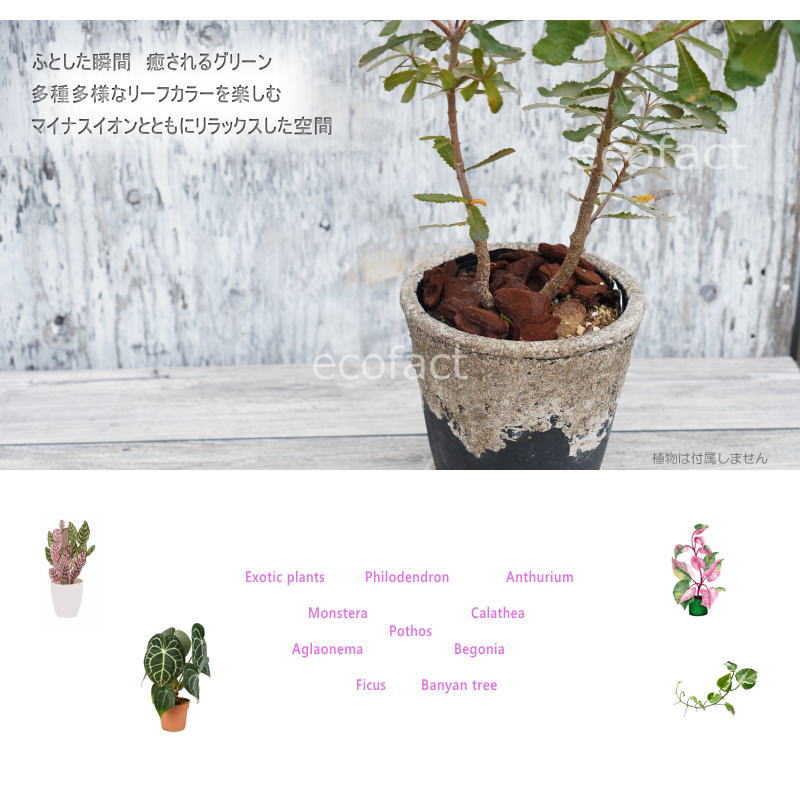ポット 鉢 植木鉢 プランター おしゃれ セメント鉢 φ20cm  エイジット L ブラック グレイ アッシュグレイ プランター  ガーデニング 園芸