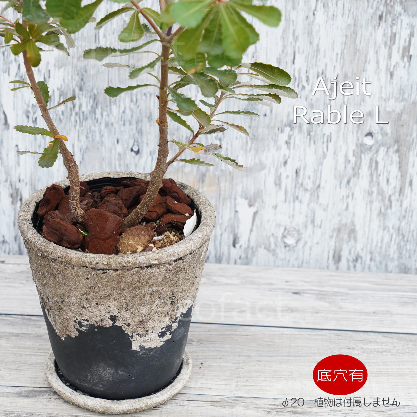 ポット 鉢 植木鉢 プランター おしゃれ セメント鉢 φ20cm  エイジット L ブラック グレイ アッシュグレイ プランター  ガーデニング 園芸