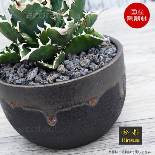 陶器鉢 植木鉢 5号 丸型 金彩 ゴールド/ブラック おしゃれ プランター 園芸鉢 かみ山陶器 信楽焼 観葉植物 アガベ サボテン ビザールプランツ 塊根植物 コーデックス 多肉植物 ポット