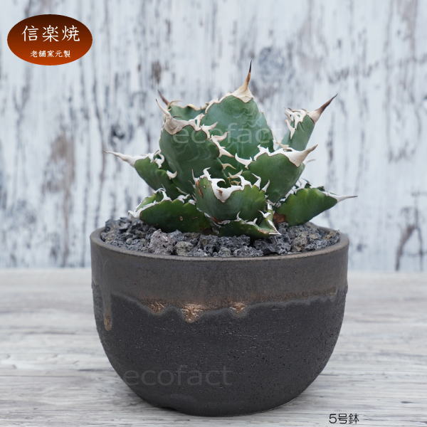 陶器鉢 植木鉢 5号 丸型 金彩 ゴールド/ブラック おしゃれ プランター 園芸鉢 かみ山陶器 信楽焼 観葉植物 アガベ サボテン ビザールプランツ 塊根植物 コーデックス 多肉植物 ポット