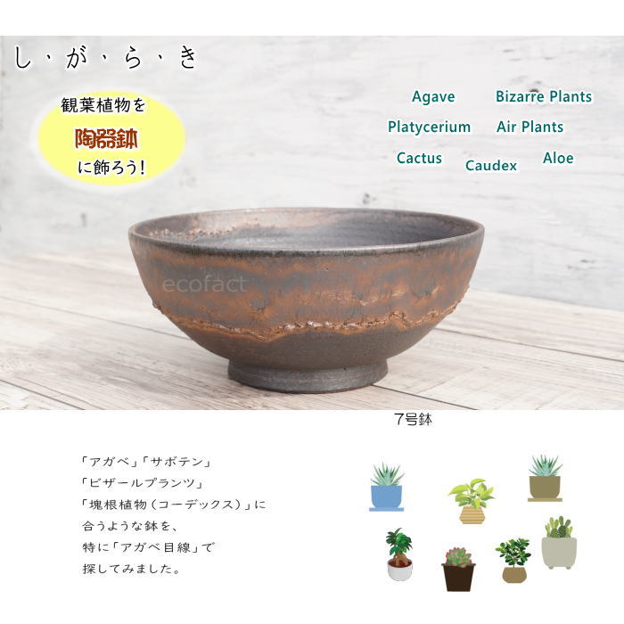 陶器鉢 植木鉢 7号 ワン型 金彩 ゴールド/ブラック おしゃれ プランター 園芸鉢 信楽焼 観葉植物 アガベ サボテン ビザールプランツ 塊根植物 コーデックス 多肉植物 ポット