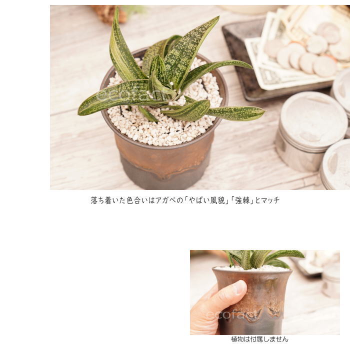 陶器鉢 植木鉢 3.5号 ラッパ型 金彩 ゴールド/ブラック おしゃれ プランター 園芸鉢 かみ山陶器 信楽焼 観葉植物 アガベ サボテン ビザールプランツ 塊根植物 コーデックス 多肉植物 ポット