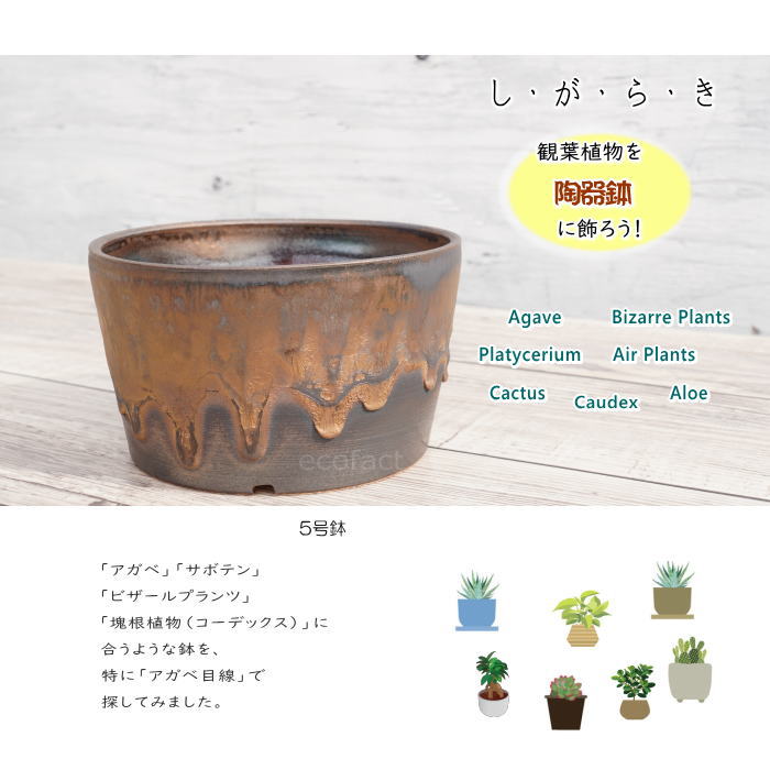 陶器鉢 植木鉢 5号 中深ソリ型 金彩 ゴールド/ブラック おしゃれ プランター 園芸鉢 かみ山陶器 信楽焼 観葉植物 アガベ サボテン ビザールプランツ 塊根植物 コーデックス 多肉植物 ポット