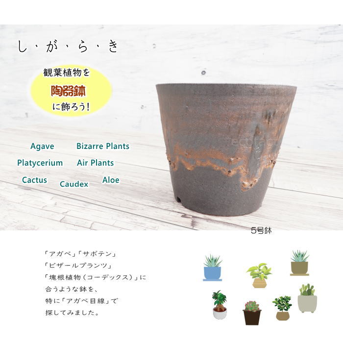 陶器鉢 植木鉢 5号 深ソリ型 金彩 ゴールド/ブラック おしゃれ プランター 園芸鉢 かみ山陶器 信楽焼 観葉植物 アガベ サボテン ビザールプランツ 塊根植物 コーデックス 多肉植物 ポット