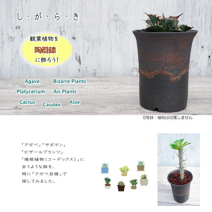 陶器鉢 植木鉢 5号 ラッパ型 金彩 ゴールド/ブラック おしゃれ プランター 園芸鉢 かみ山陶器 信楽焼 観葉植物 アガベ サボテン ビザールプランツ 塊根植物 コーデックス 多肉植物 ポット