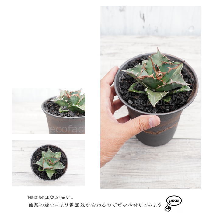 陶器鉢 植木鉢 5号 ラッパ型 金彩 ゴールド/ブラック おしゃれ プランター 園芸鉢 かみ山陶器 信楽焼 観葉植物 アガベ サボテン ビザールプランツ 塊根植物 コーデックス 多肉植物 ポット
