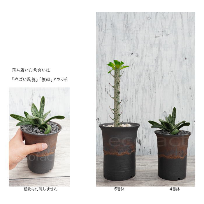 陶器鉢 植木鉢 4号 ラッパ型 金彩 ゴールド/ブラック おしゃれ プランター 園芸鉢 かみ山陶器 信楽焼 観葉植物 アガベ サボテン ビザールプランツ 塊根植物 コーデックス 多肉植物 ポット