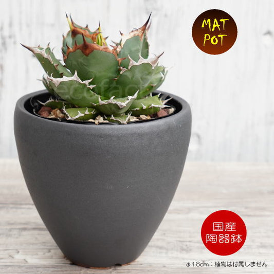 陶器鉢 植木鉢 小鉢 底穴あり MATPOT マットポット ブラック 艶消し黒 φ16cm おしゃれ プランター 園芸鉢 信楽焼（しがらきやき）かみ山陶器 コーデックス 塊根植物