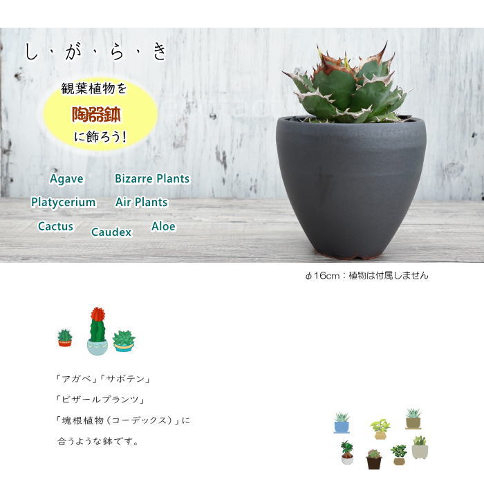 陶器鉢 植木鉢 小鉢 底穴あり MATPOT マットポット ブラック 艶消し黒 φ16cm おしゃれ プランター 園芸鉢 信楽焼（しがらきやき）かみ山陶器 コーデックス 塊根植物