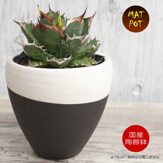 陶器鉢 植木鉢 小鉢 底穴あり MATPOT マットポット ホワイト／ブラック 艶消し白黒 φ16cm おしゃれ プランター 園芸鉢 信楽焼（しがらきやき）かみ山陶器 コーデックス 塊根植物