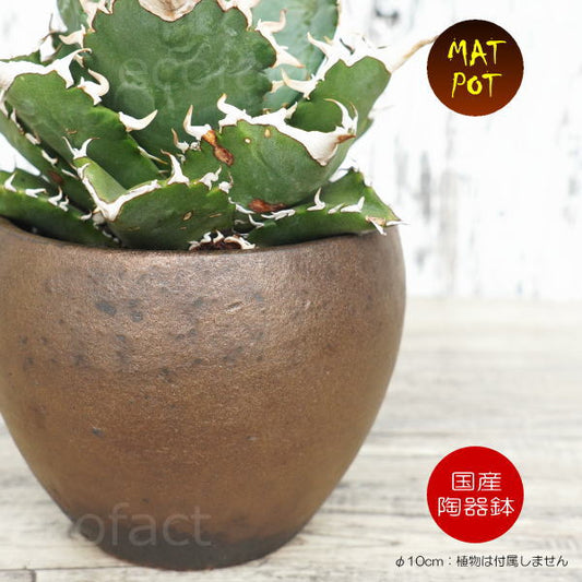 陶器鉢 植木鉢 小鉢 底穴あり MATPOT マットポットS シャビーゴールド  φ10cm おしゃれ プランター 園芸鉢 信楽焼（しがらきやき）かみ山陶器 コーデックス 塊根植物