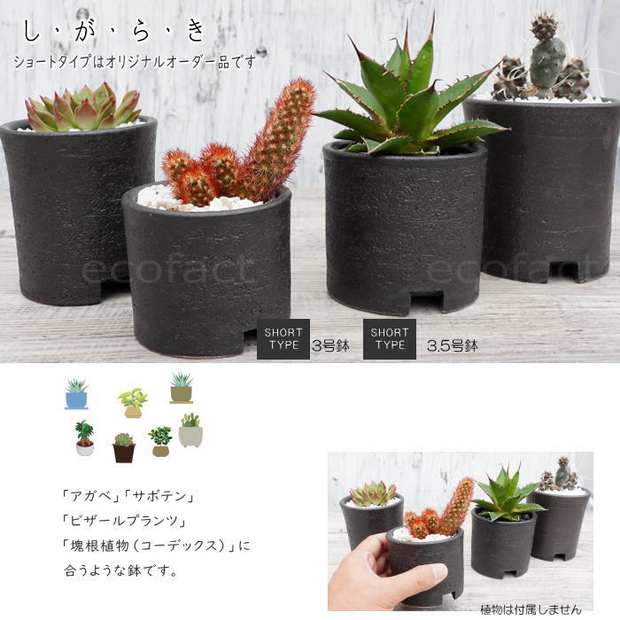 陶器鉢 植木鉢 3号ショートタイプ 筒型 ブラック 艶消し黒 おしゃれ プランター 園芸鉢 かみ山陶器 信楽焼 観葉植物 アガベ サボテン ビザールプランツ 塊根植物 コーデックス 多肉植物 ポット (コピー)