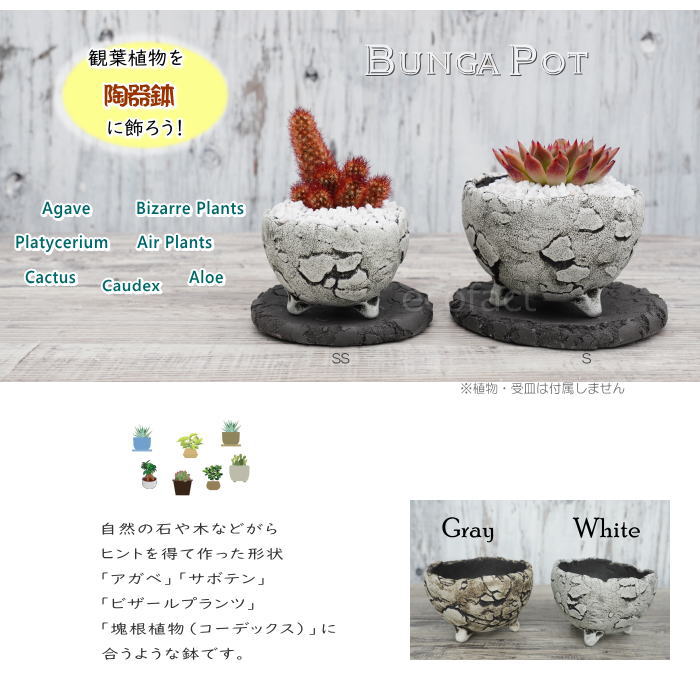 陶器鉢 植木鉢 ミニポット 底穴あり BUNGA POT エッグ（SS）白 ホワイト φ9cm おしゃれ かわいい プランター 宝寿窯 有田焼 陶芸鉢 観葉植物 アガベ サボテン ビザールプランツ 塊根植物 コーデックス 多肉植物