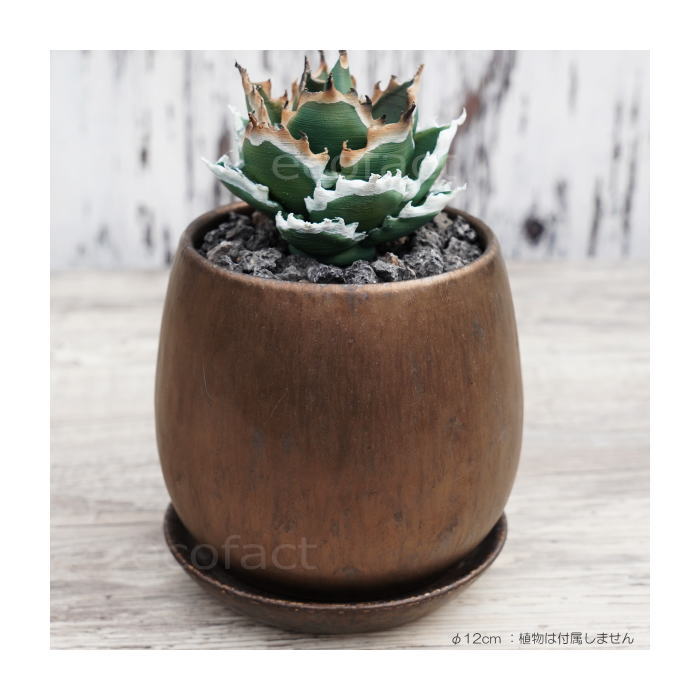 陶器鉢 植木鉢 ミニポット 皿付 ソルエッグ  ブロンズ φ12cm おしゃれ かわいい プランター 園芸鉢 観葉植物 アガベ サボテン ビザールプランツ 塊根植物 コーデックス 多肉植物