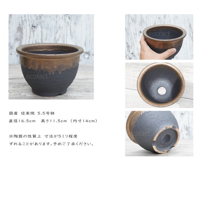 陶器鉢 植木鉢 5.5号フチ  底穴あり 金彩 ブラック おしゃれ プランター 園芸鉢 信楽焼 かみ山陶器  観葉植物 アガベ サボテン ビザールプランツ 塊根植物 コーデックス 多肉植物 ポット