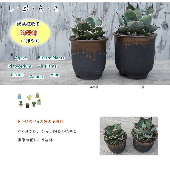 陶器鉢 植木鉢 5号  底穴あり 金彩 高鉢 H14cm ブラック おしゃれ プランター 園芸鉢 信楽焼 かみ山陶器  観葉植物 アガベ サボテン ビザールプランツ 塊根植物 コーデックス 多肉植物 ポット