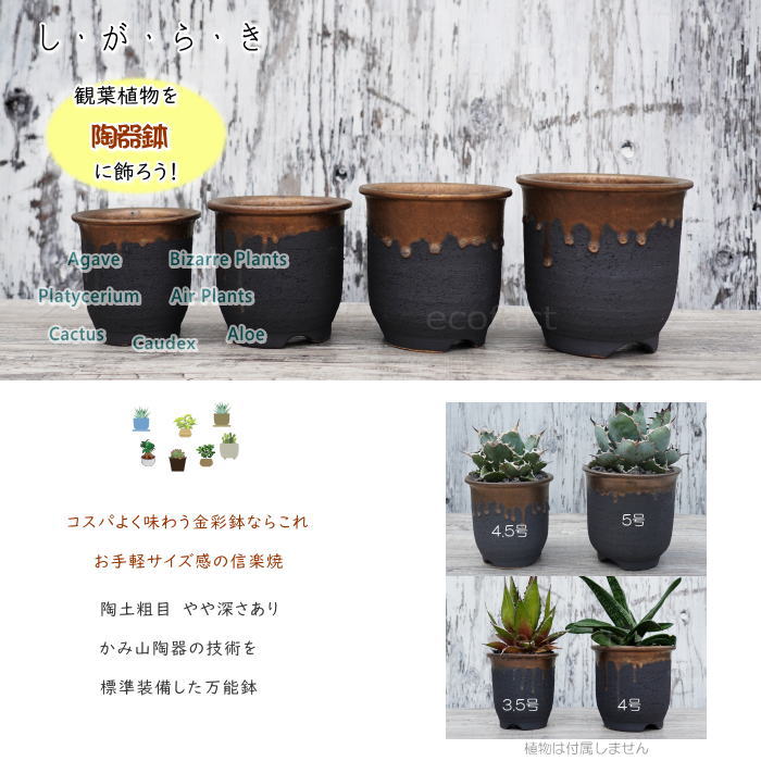陶器鉢 植木鉢 3.5号  底穴あり 金彩 高鉢 H11cm ブラック ゴールド おしゃれ プランター 園芸鉢 信楽焼 かみ山陶器  観葉植物 アガベ サボテン ビザールプランツ 塊根植物 コーデックス 多肉植物 ポット