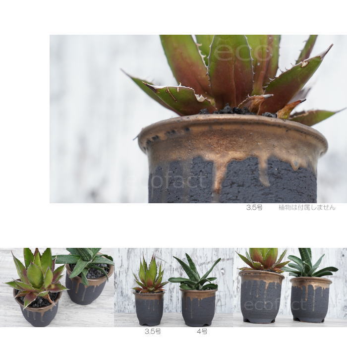 陶器鉢 植木鉢 3.5号  底穴あり 金彩 高鉢 H11cm ブラック ゴールド おしゃれ プランター 園芸鉢 信楽焼 かみ山陶器  観葉植物 アガベ サボテン ビザールプランツ 塊根植物 コーデックス 多肉植物 ポット