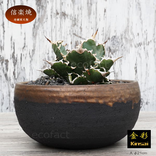陶器鉢 植木鉢 丸浅（大）φ21cm  底穴あり 金彩 ブラック おしゃれ プランター 園芸鉢 信楽焼 かみ山陶器  観葉植物 アガベ サボテン ビザールプランツ 塊根植物 コーデックス 多肉植物 ポット