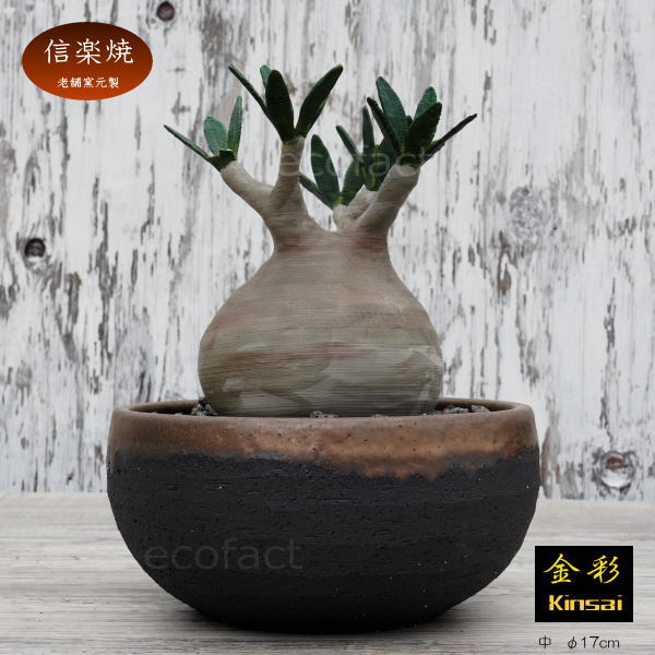 陶器鉢 植木鉢 丸浅（中）φ17cm  底穴あり 金彩 ブラック おしゃれ プランター 園芸鉢 信楽焼 かみ山陶器  観葉植物 アガベ サボテン ビザールプランツ 塊根植物 コーデックス 多肉植物 ポット