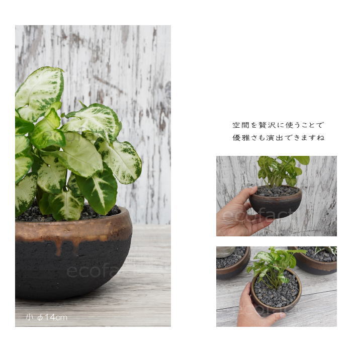 陶器鉢 植木鉢 丸浅（小）φ14cm  底穴あり 金彩 ブラック おしゃれ プランター 園芸鉢 信楽焼 かみ山陶器  観葉植物 アガベ サボテン ビザールプランツ 塊根植物 コーデックス 多肉植物 ポット