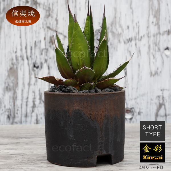 陶器鉢 植木鉢 4号ショートタイプ 筒型 金彩 ゴールド/ブラック おしゃれ プランター 園芸鉢 かみ山陶器 信楽焼 観葉植物 アガベ サボテン ビザールプランツ 塊根植物 コーデックス 多肉植物 ポット