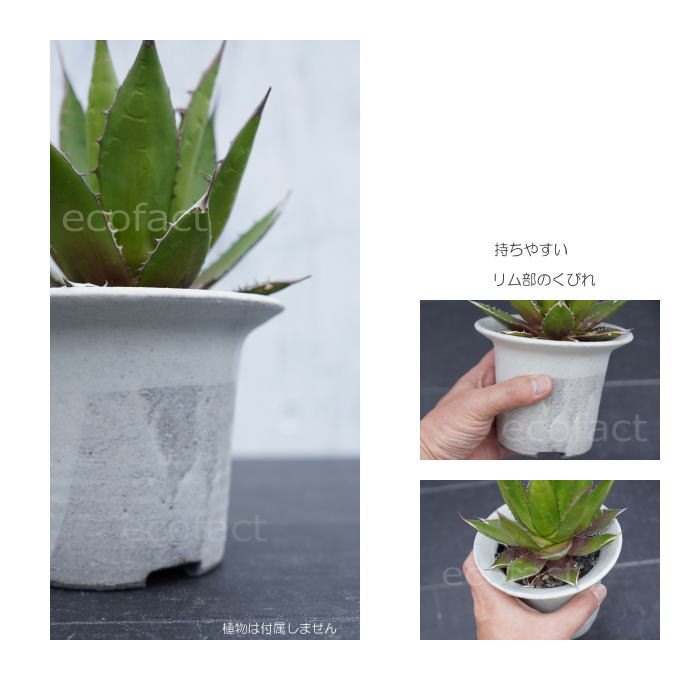陶器鉢 植木鉢 白つばS φ12.5 (9) cm  底穴ありホワイト 白 おしゃれ プランター 園芸鉢 信楽焼 かみ山陶器  観葉植物 アガベ サボテン ビザールプランツ 塊根植物 コーデックス 多肉植物 ポット