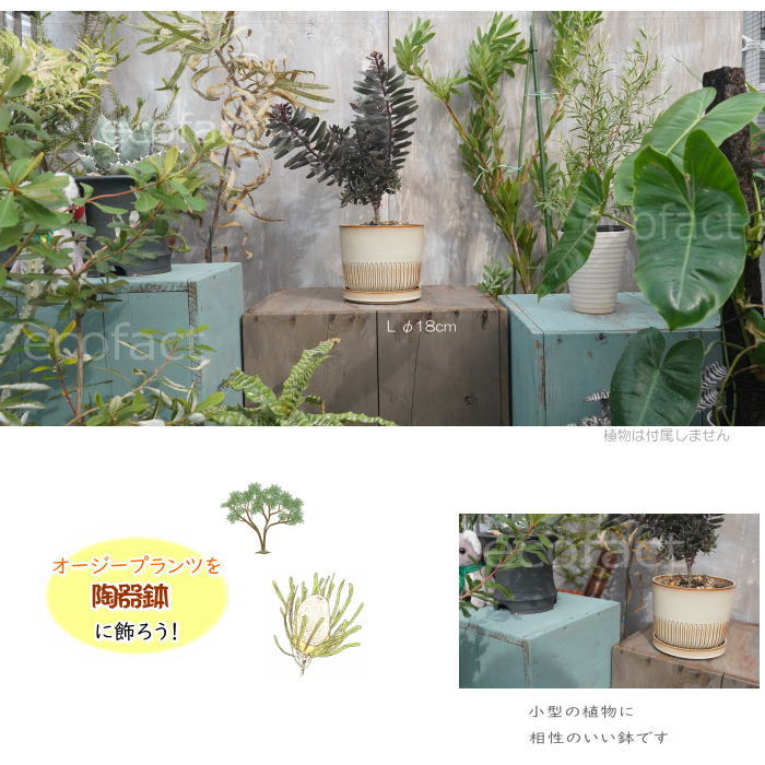 植木鉢 おしゃれ 陶器鉢 フラワーポット ミニポット 底穴あり Streak L アイボリー φ18cm   プランター 園芸鉢 観葉植物 オージープランツ
